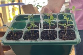 Ghosts and Habs difference in legginess