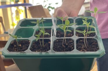 Ghosts and Habs difference in legginess