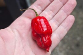 Ate a whole one of these by accident, almost blacked out!