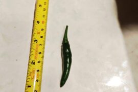 Please help identify my new chili
