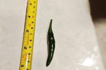 Please help identify my new chili