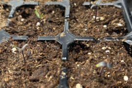 My only surviving seedlings are starting to look worse.