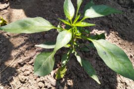 My humble chilli plant