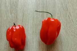 Piment bondamanjak antillais