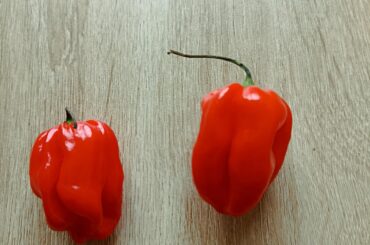 Piment bondamanjak antillais