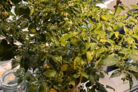 Habanero plant grown indoors during winter