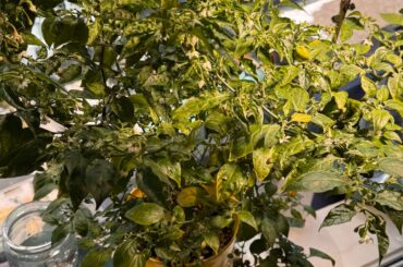 Habanero plant grown indoors during winter