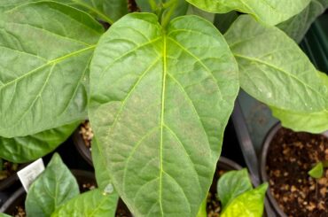 Leaf discoloration problem