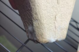 CRAP what do I do? Swap into fresh seed cells?