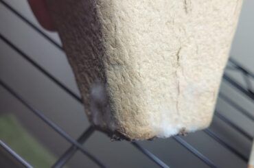 CRAP what do I do? Swap into fresh seed cells?