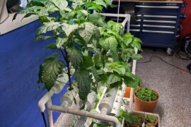 Hydroponic Peppers.