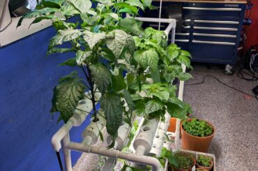 Hydroponic Peppers.