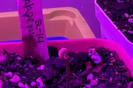 Been a few days any suggestions on freeing up the seedling leafs?