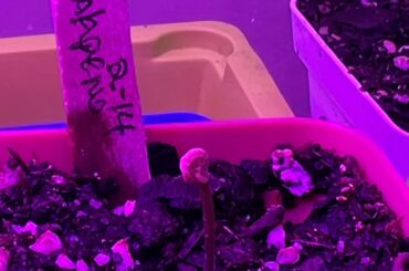 Been a few days any suggestions on freeing up the seedling leafs?