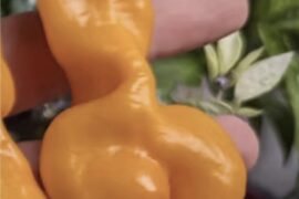 Of everything I got from Matt’s Peppers, the Erotico is what I’m most looking forward to growing this season