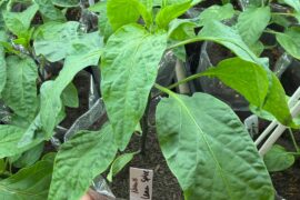 Anyone have experience with Numex Lemon Spice?