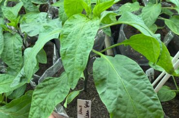 Anyone have experience with Numex Lemon Spice?