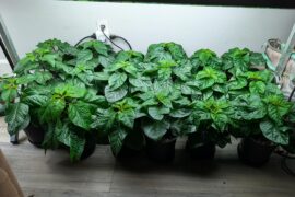 They grow up so fast