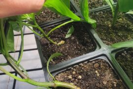 Is this stem rot, damping off, or something else?