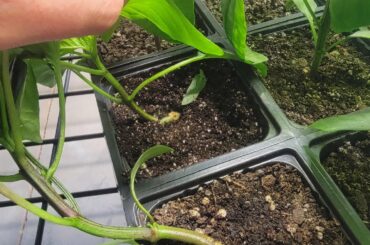 Is this stem rot, damping off, or something else?