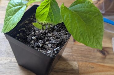 What's going on with this peach stripey seedling?