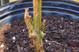 Overwintered pepper stub