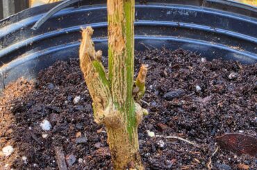 Overwintered pepper stub