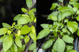 A+B mystery solution seems to be great at being an emergency fertilizer.