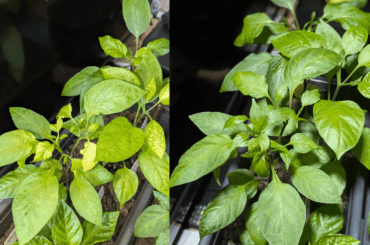 A+B mystery solution seems to be great at being an emergency fertilizer.