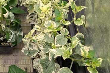 Iced Guyana (IC008) Selection Update