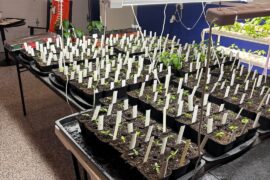 252 seedling potted up