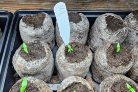 My batch of 7-Pot Primos have a genetic predisposition for the tricot mutation apparently!