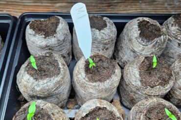 My batch of 7-Pot Primos have a genetic predisposition for the tricot mutation apparently!