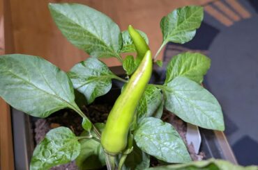 Should I wait longer or is it ripe already? (Hungarian Wax)