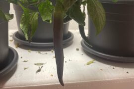 Are they looking healthy?