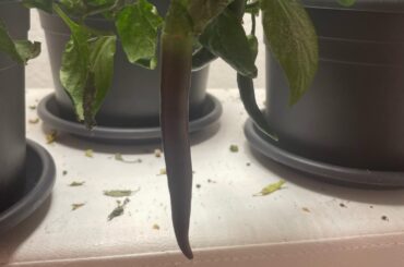 Are they looking healthy?