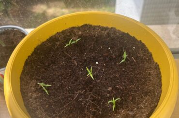 First time growing