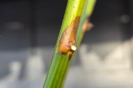 Over wintered Tabasco is struggling...