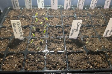 First time germinating. Question: