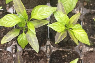 Looking for some help!