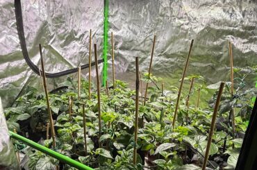 Shoots, roots and crowding