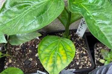 Whats up with this Starfish Orange plant?