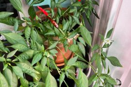 what am I growing and when are they ready?