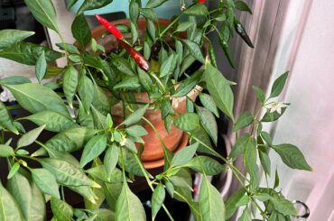 what am I growing and when are they ready?