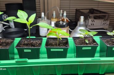 New to growing plants