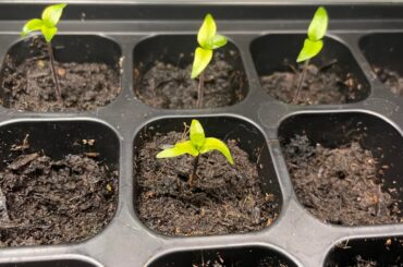 Stunted Growth?