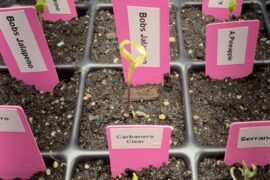 Did I burn my seedlings?