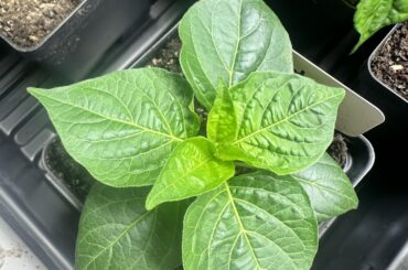 Not. “Hot”’pepper, but