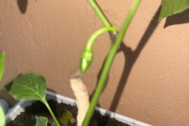 Jalapeno not growing at all