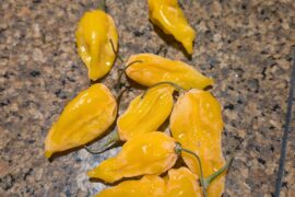 Need help IDing peppers I purchased at the farmers market